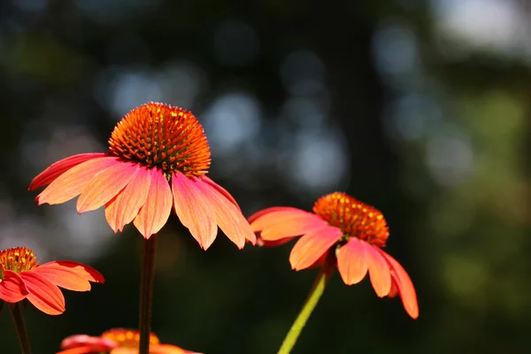 Rödbruna Echinacea blommor — Stockfoto