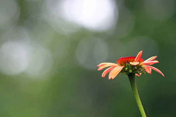 Maroon Echinacea flores — Fotografia de Stock