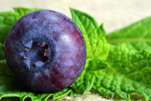 Blueberry na liście mięty — Zdjęcie stockowe