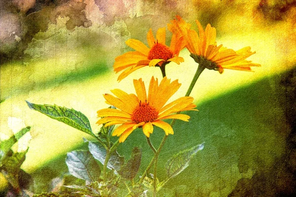 Gelbe Heliopsis-Blüten — Stockfoto