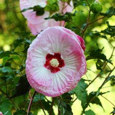 Pembe Başörtüsü Çiçeği