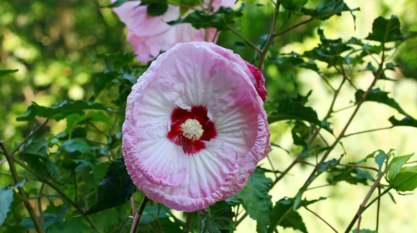 Rosa hibiskusblomma — Stockfoto