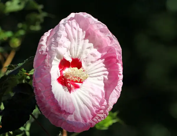 Рожевому квітка гибискуса — стокове фото