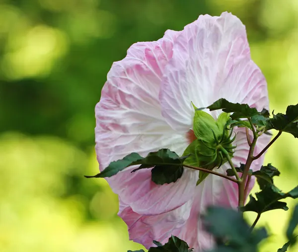 Fiore di ibisco rosa — Foto Stock