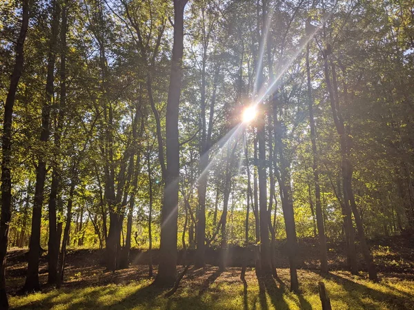 Bäume Bewaldetem Gebiet Mit Sonne Hintergrund — Stockfoto
