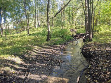 Sonbahar mevsiminde ormanda bir nehir.
