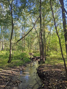 Sonbahar mevsiminde ormanda bir nehir.