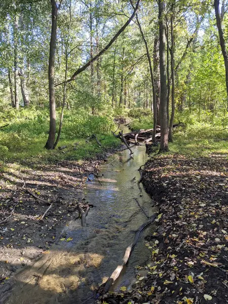 Sonbahar mevsiminde ormanda bir nehir.