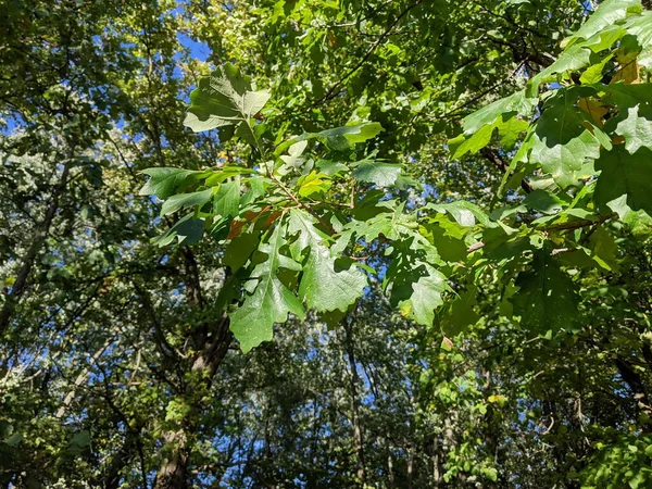 Green Oak Blätter Hintergrund Füllen Den Rahmen — Stockfoto