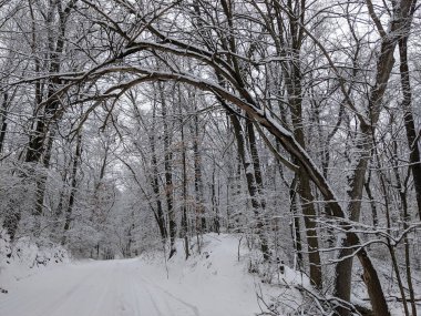 Yol boyunca ağaçlarla kaplı karla kaplı bir yol..