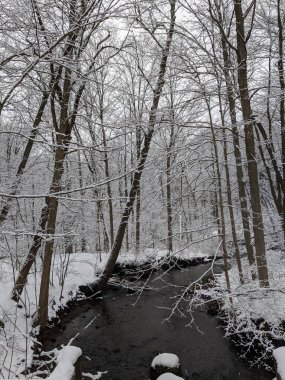 Kışın karla kaplı ağaçlarla dolu bir dere..