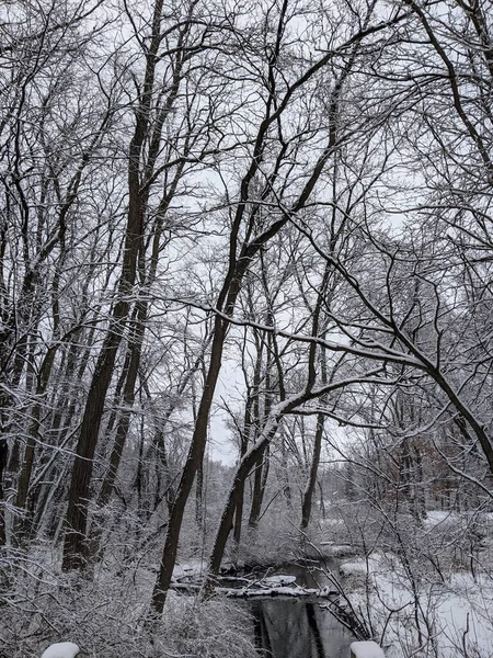 Ein Bach Winter Mit Schneebedeckten Bäumen — Stockfoto