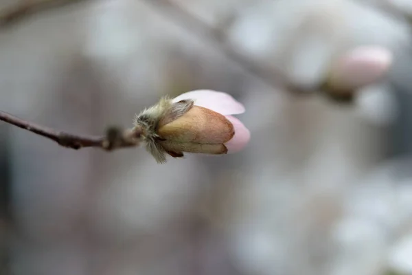 春に白いマグノリアの花を閉じる — ストック写真