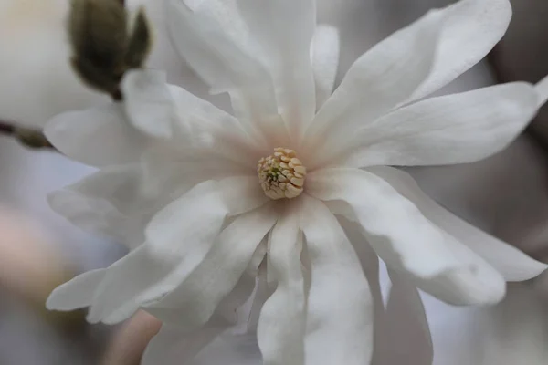 Closeup Flor Magnólia Branca Temporada Primavera — Fotografia de Stock