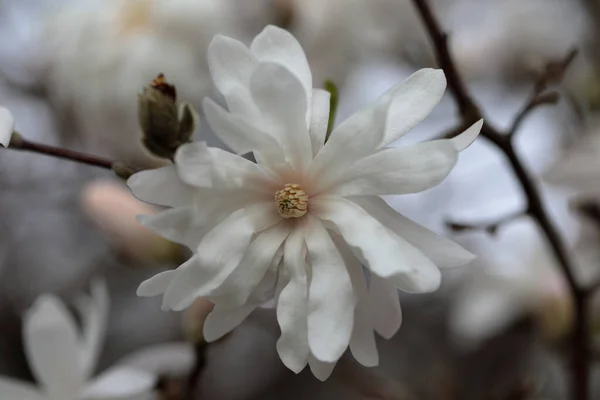 Nahaufnahme Der Weißen Magnolienblüte Frühling — Stockfoto
