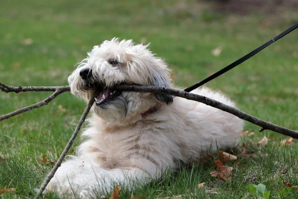 A soft Coated Wheaten Terrier playing with a branch.