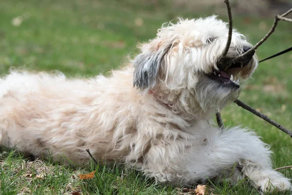 A soft Coated Wheaten Terrier playing with a branch.