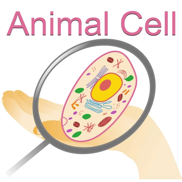 用一只手和一只放大镜在白色背景上描绘动物细胞的载体图 — 图库矢量图片