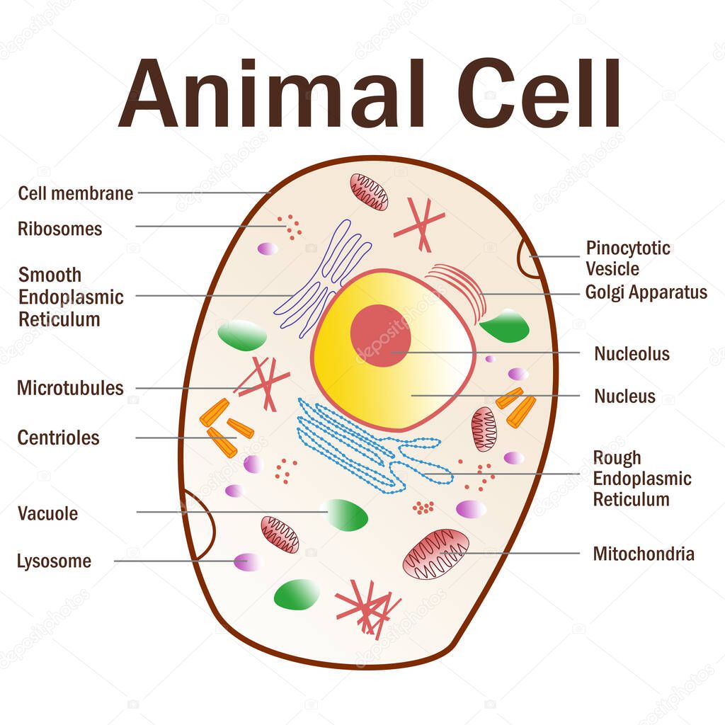 A vector illustration of an animal cell with labels on white background.
