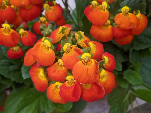 A close up of Orange Lady's purse flowers.