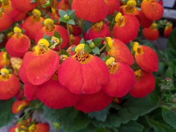 Egy Közeli Kép Orange Lady Erszényes Virágairól — Stock Fotó