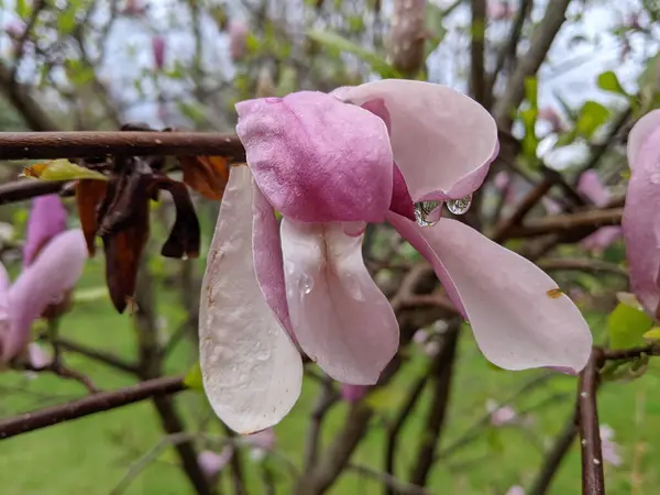 Primer Plano Flor Rosa Magnolia Temporada Primavera — Foto de Stock