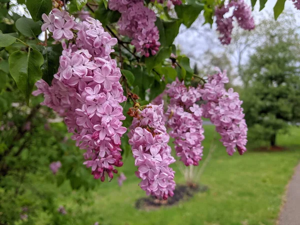 Pink Fragrant Lilac Flowers Blooming Rain — Stock Photo, Image