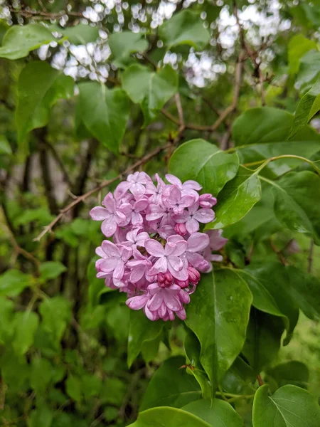 Fleurs Lilas Parfumées Roses Fleurissant Sous Pluie — Photo