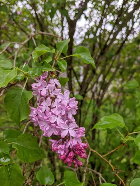雨の中で咲くピンクの香りのライラックの花 — ストック写真