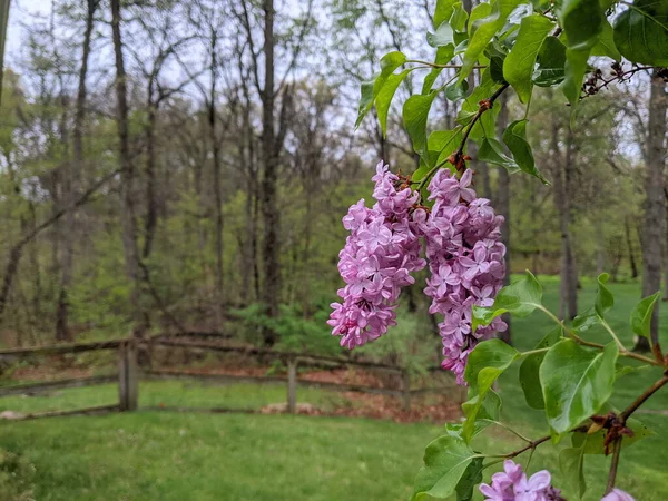 Pink Fragrant Lilac Flowers Blooming Rain — Stock Photo, Image