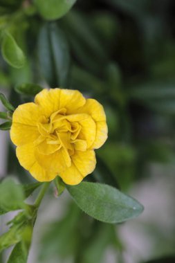 Küçük sarı çiçeklerin yukarıdan görünüşü, seçici odak.