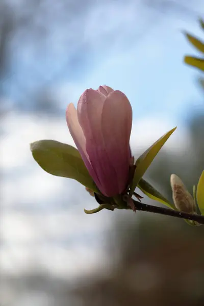 春にはピンクマグノリアの花を閉じます — ストック写真