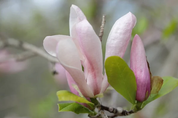 Primer Plano Flores Magnolia Rosa Temporada Primavera — Foto de Stock