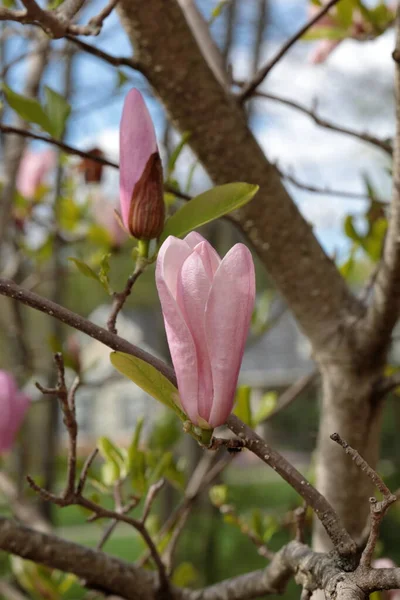Primo Piano Dei Fiori Magnolia Rosa Nella Stagione Primaverile — Foto Stock