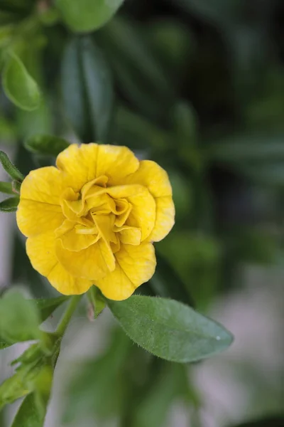 小さな黄色の花のトップダウンビュー 選択的なフォーカス — ストック写真
