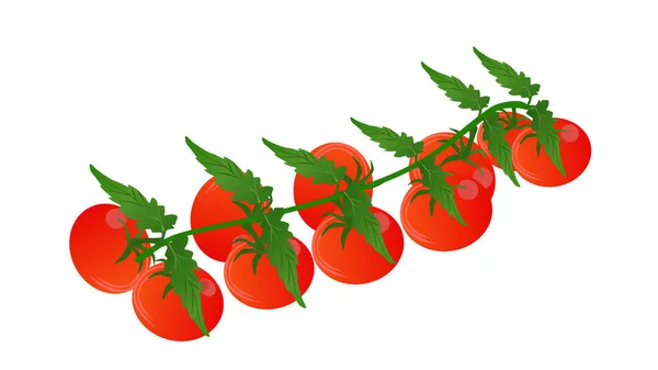 Tomates Rojos Cereza Una Vid Aislado Sobre Fondo Blanco — Vector de stock