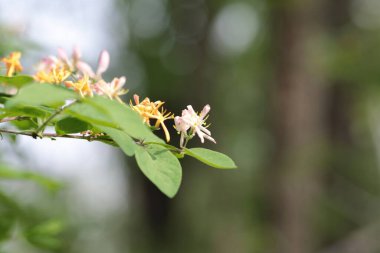 Bir dalda mis kokulu hanımeli, seçici bir odak.