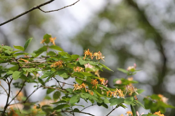 芬芳的金银花在枝头上 有选择性地聚焦 — 图库照片