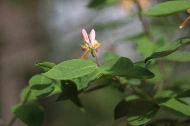 Bir dalda mis kokulu hanımeli, seçici bir odak.