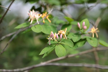 Bir dalda mis kokulu hanımeli, seçici bir odak.