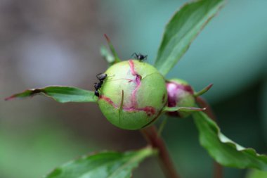Şakayık çiçeği tomurcuğunu karıncalarla kapat.