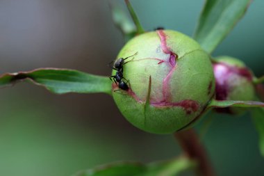 Şakayık çiçeği tomurcuğunu karıncalarla kapat.