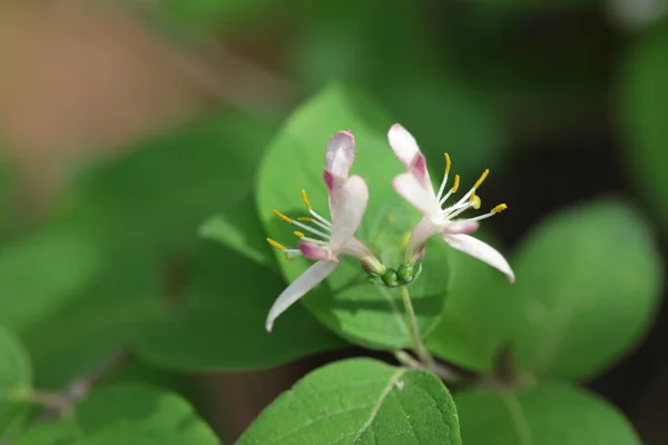 Närbild Honesuckle Blommor Selektivt Fokus — Stockfoto