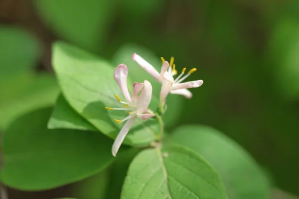 Honesuckle花の終わり 選択的な焦点 — ストック写真