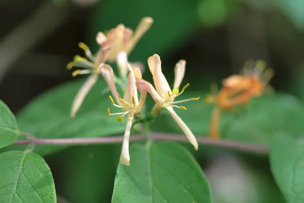 Honesuckle花の終わり 選択的な焦点 — ストック写真