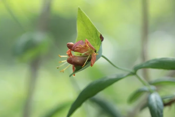 Een Close Van Honesuckle Bloemen Selectieve Focus — Stockfoto