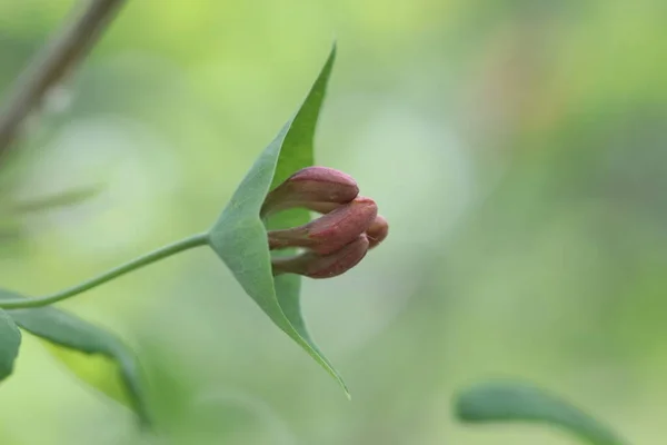 Närbild Honesuckle Blommor Selektivt Fokus — Stockfoto