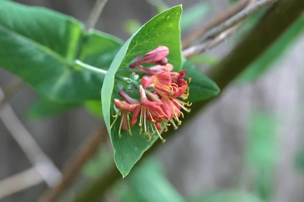 Honesuckle花の終わり 選択的な焦点 — ストック写真