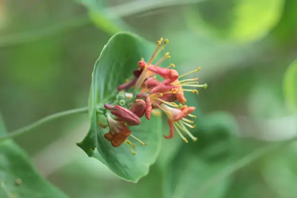 Een Close Van Honesuckle Bloemen Selectieve Focus — Stockfoto