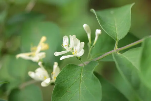 Primer Plano Honesuckle Flowers Enfoque Selectivo — Foto de Stock